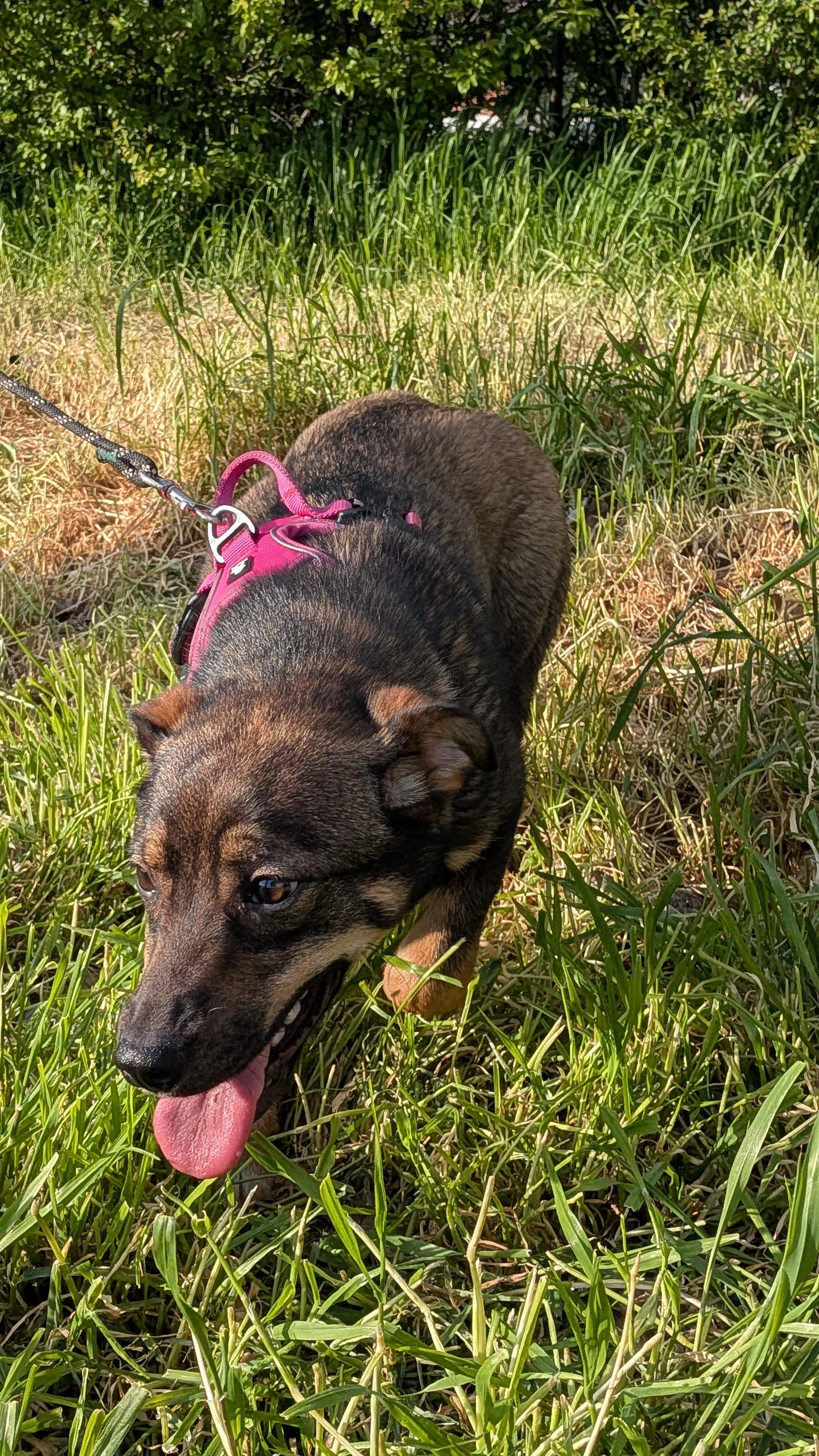 Greta_PXL_20260419_152640945.jpg