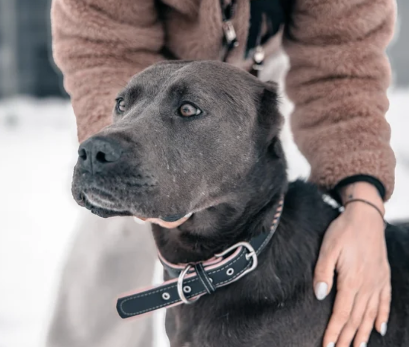 Stella