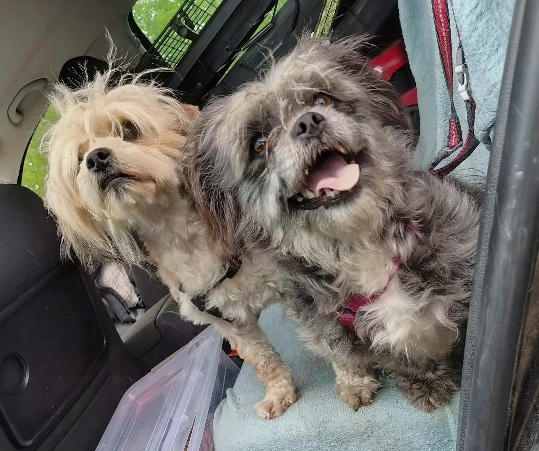 Lotti & Zora_718788afb519162a036cde77790a4aac.JPEG