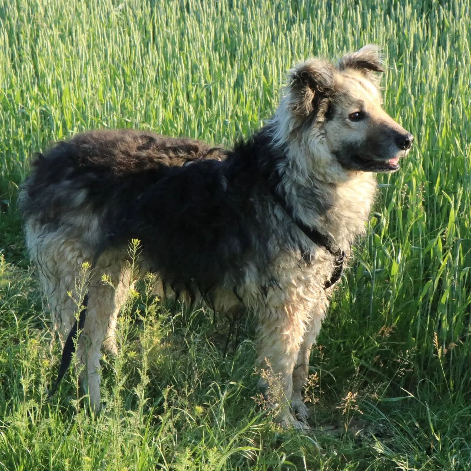 Marley_05e757e0ba80f955dd496924e15f5407.JPEG
