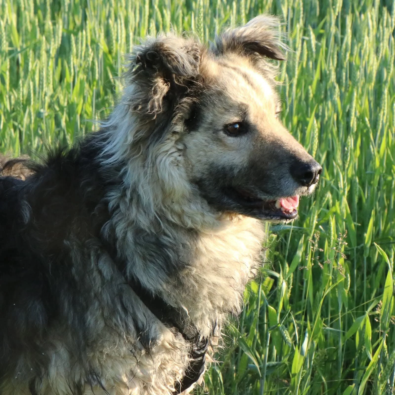 Marley_a1f68b061750067ef164948e6ca6ac6e.JPEG