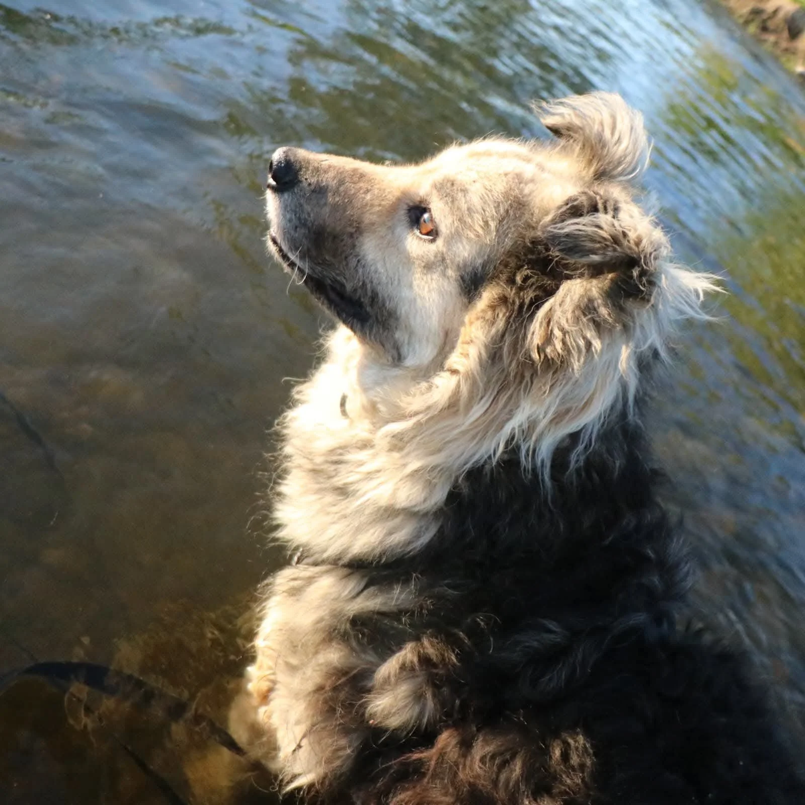 Marley_a69721478590a5154da40e999b6a0b20.JPEG