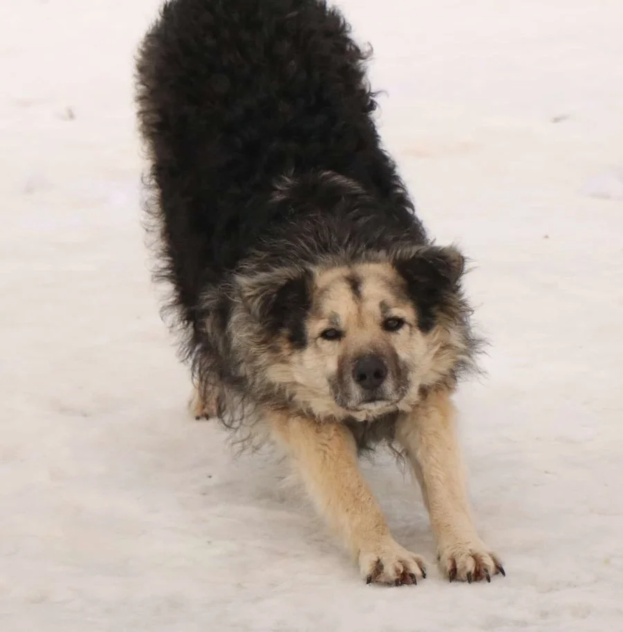 Marley_Cats & Dogs in Not_6.jpeg