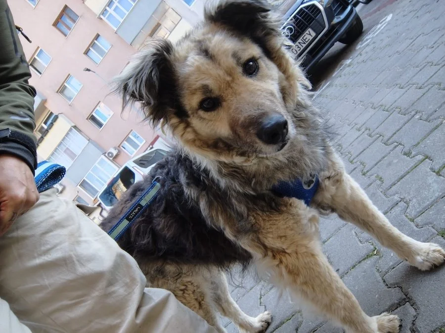 Marley_Cats & Dogs in Not_7.jpeg