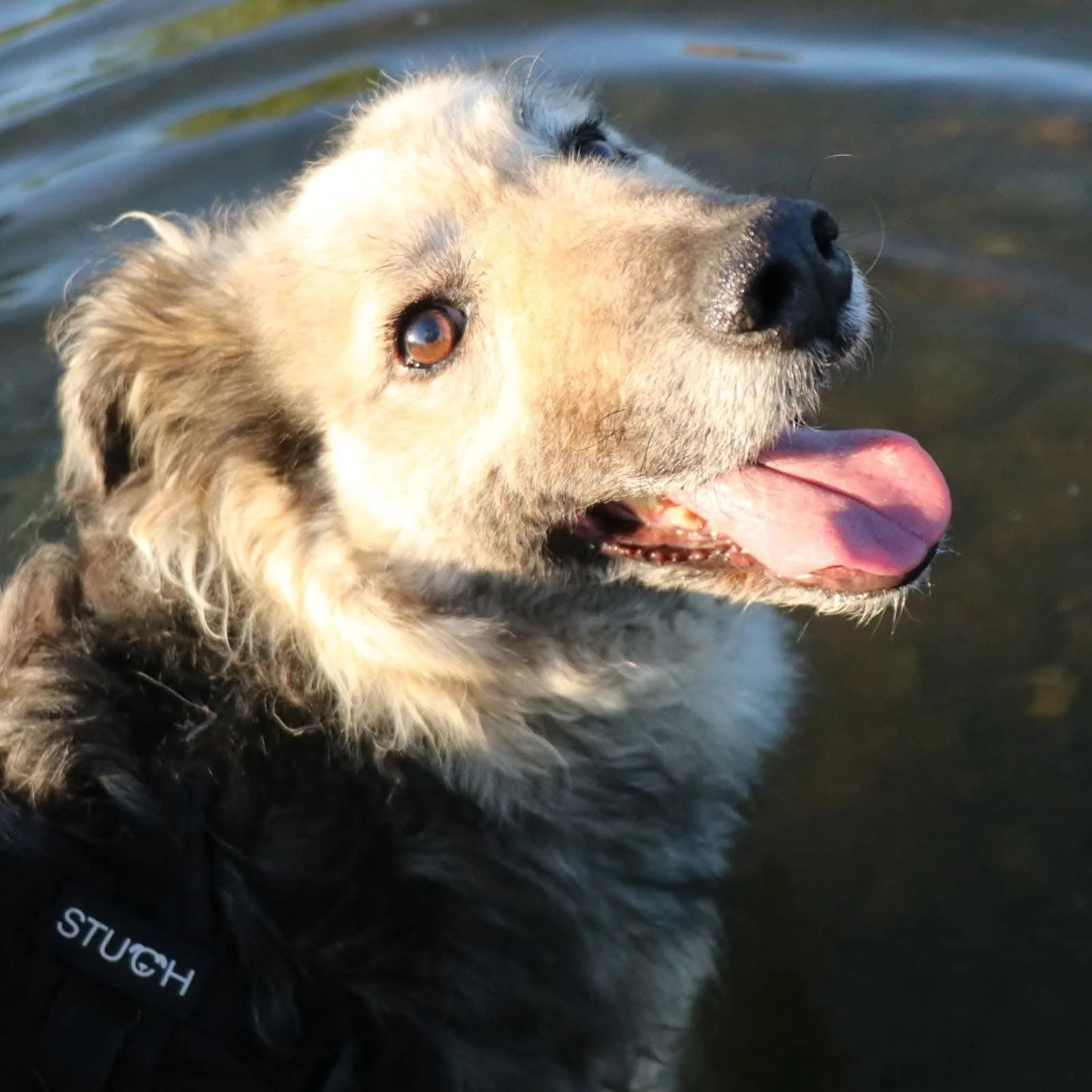 Marley_fb540a937465751afe63b9a3792a6ec4.JPEG