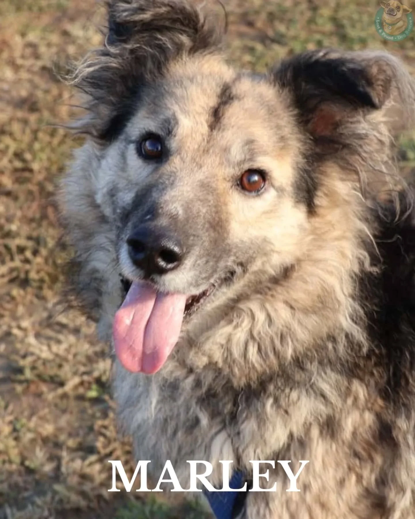 🩵 NYKOMLINGAR 🩵

MARLEY, LOTTI, ZORA, ULLI &amp; FAUNA

Ett g&auml;ng med olika bakgrunder, personligheter, storlekar och behov. Allihop har en sak gemensamt, de &auml;r alla v&auml;rda ett alldeles eget hem. 

L&auml;s mer om allihop p&aring; v&ar