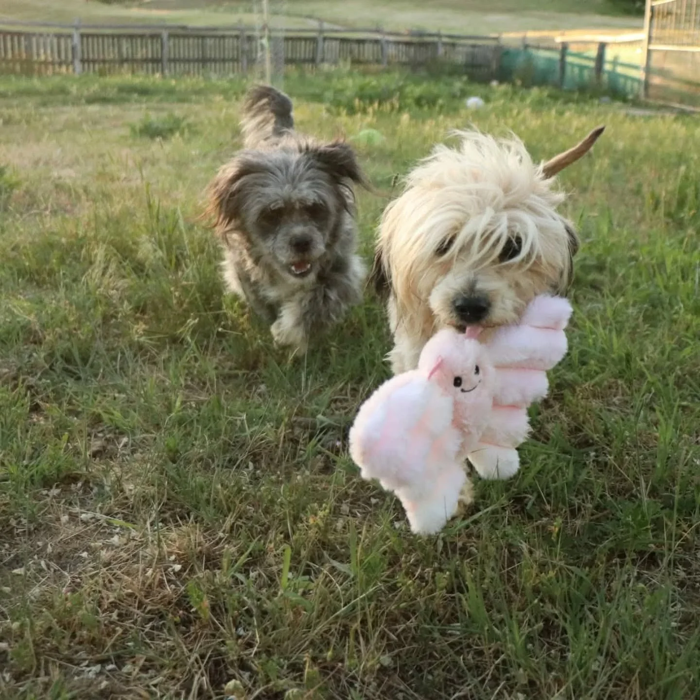 H&auml;r kommer en bildbomb p&aring; tre sm&aring;tjejer som letar hem. Zora, Lotti och Ulli. 

De bor just nu i fosterhem och l&auml;r sig allt vad livet med m&auml;nniskor inneb&auml;r. De s&ouml;ker alla tre hem med t&aring;lamod, trygghet och dri