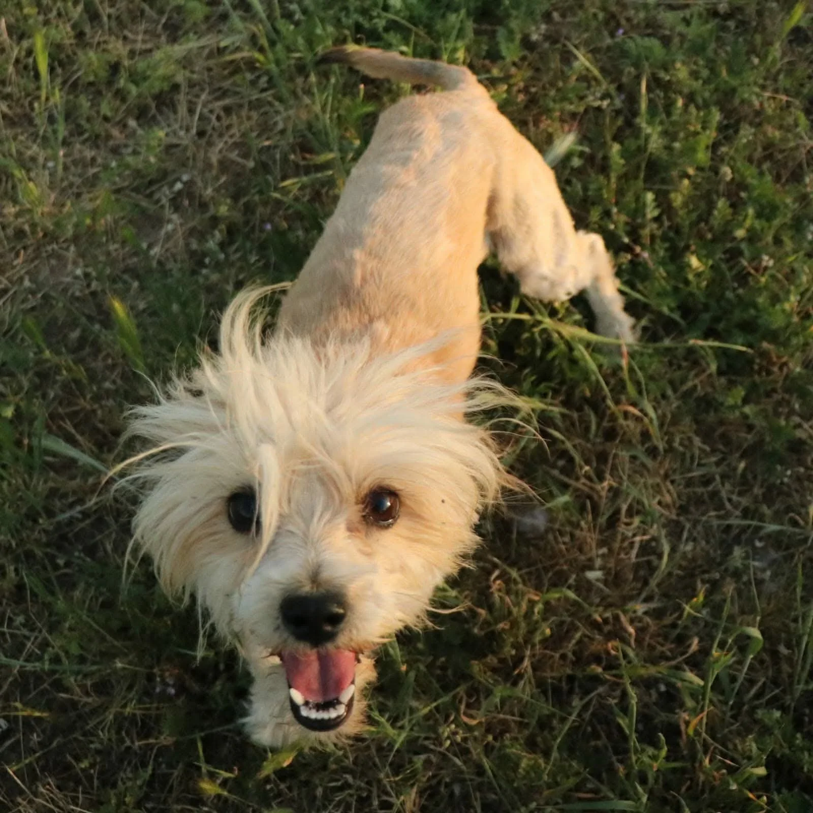 Lotti_aac0254ecdff8d850261693c92e3ca80.JPEG