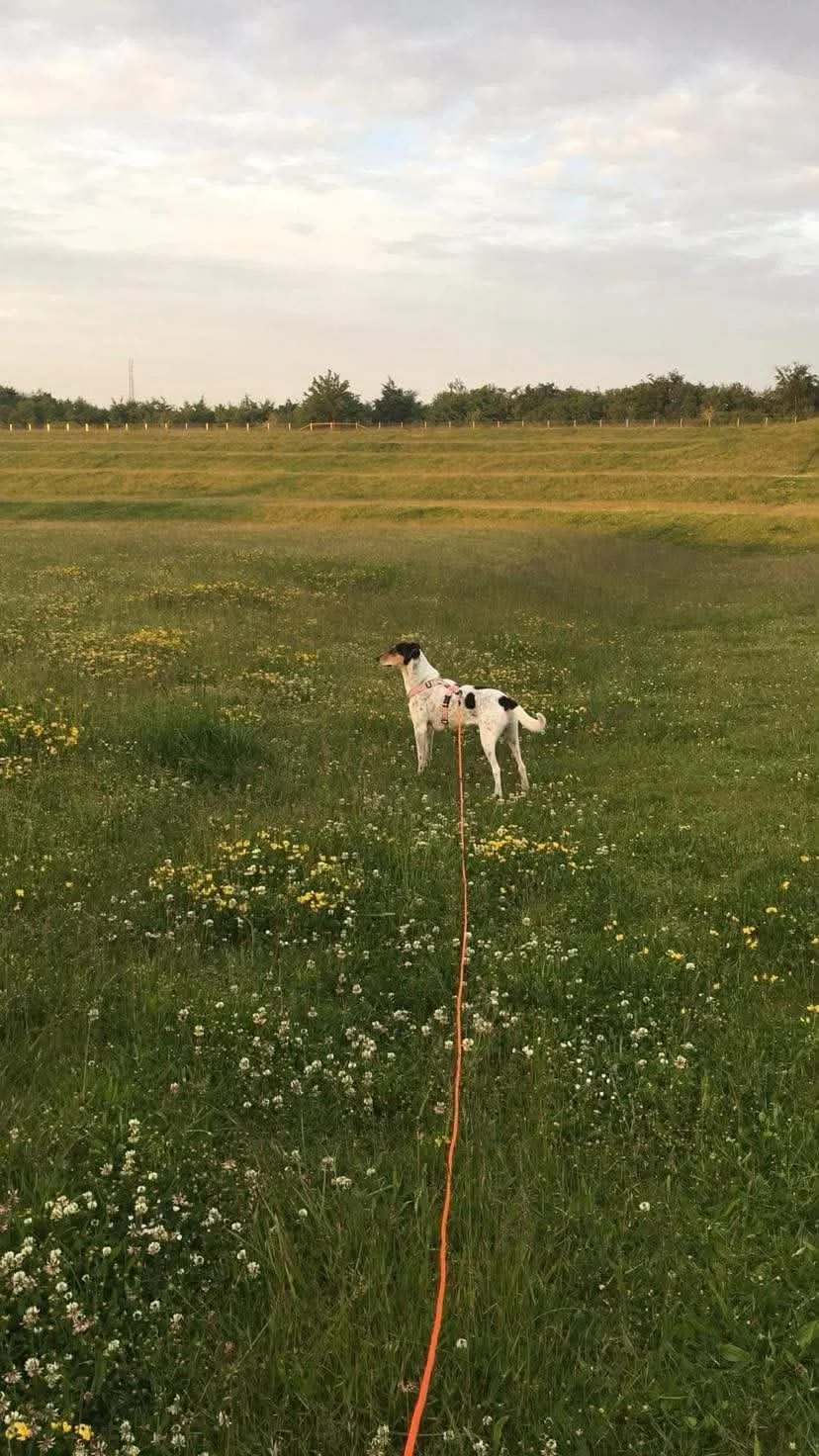 Sadie_image4.jpeg