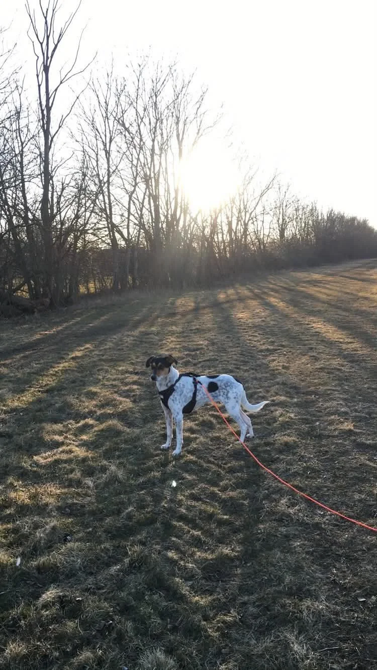Sadie_image7.jpeg