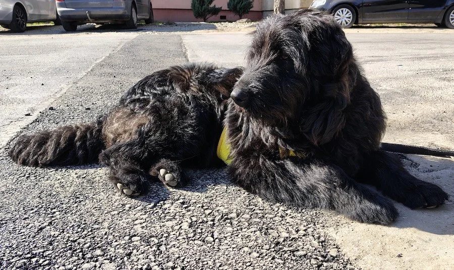 Fluffi_Cats & Dogs in Not_1.jpeg