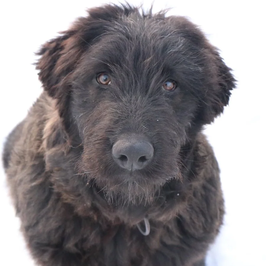 Fluffi_Cats & Dogs in Not_3.jpeg