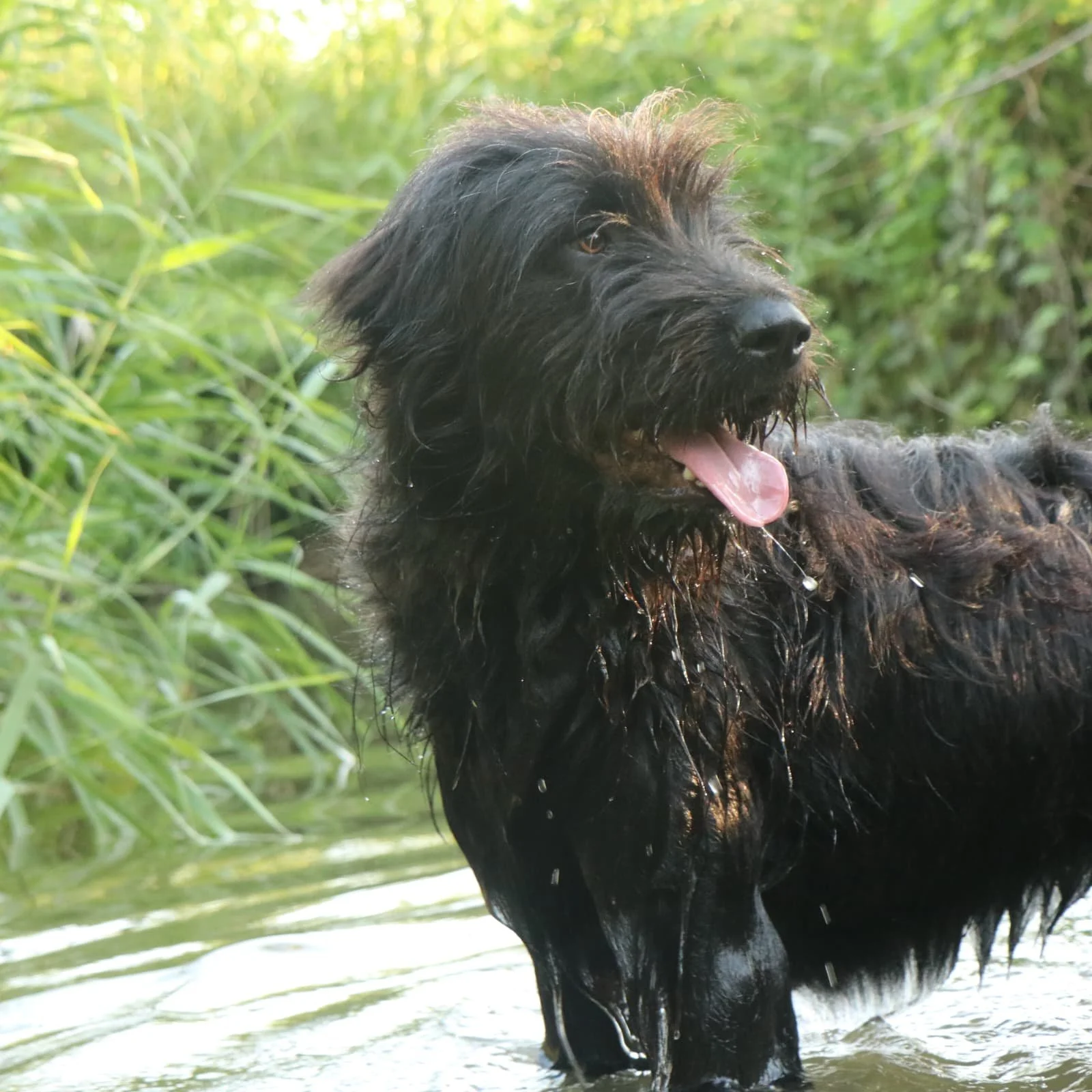 Fluffi_Cats & Dogs in Not_4.jpeg