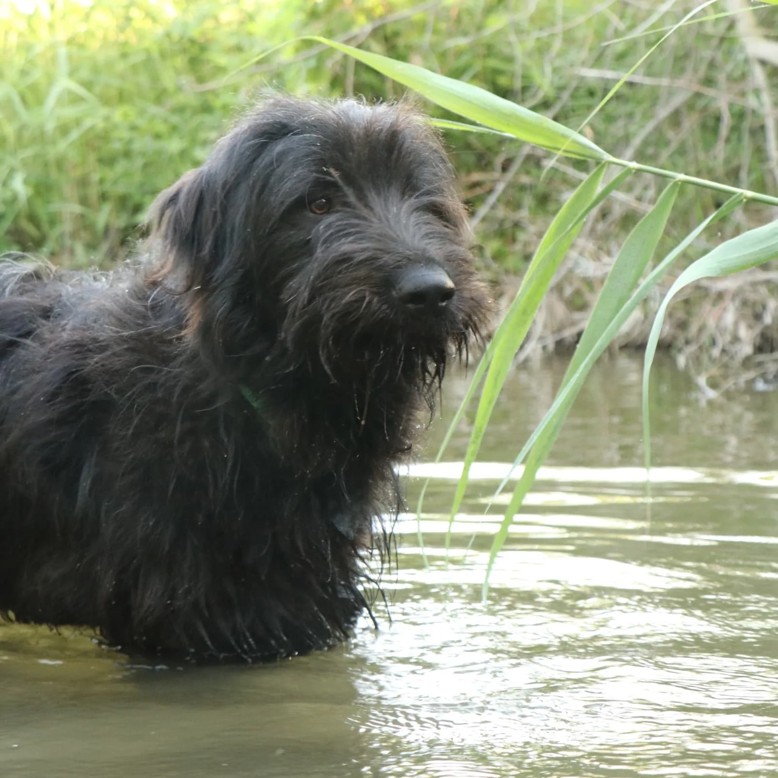 Fluffi_Cats & Dogs in Not_5.jpeg