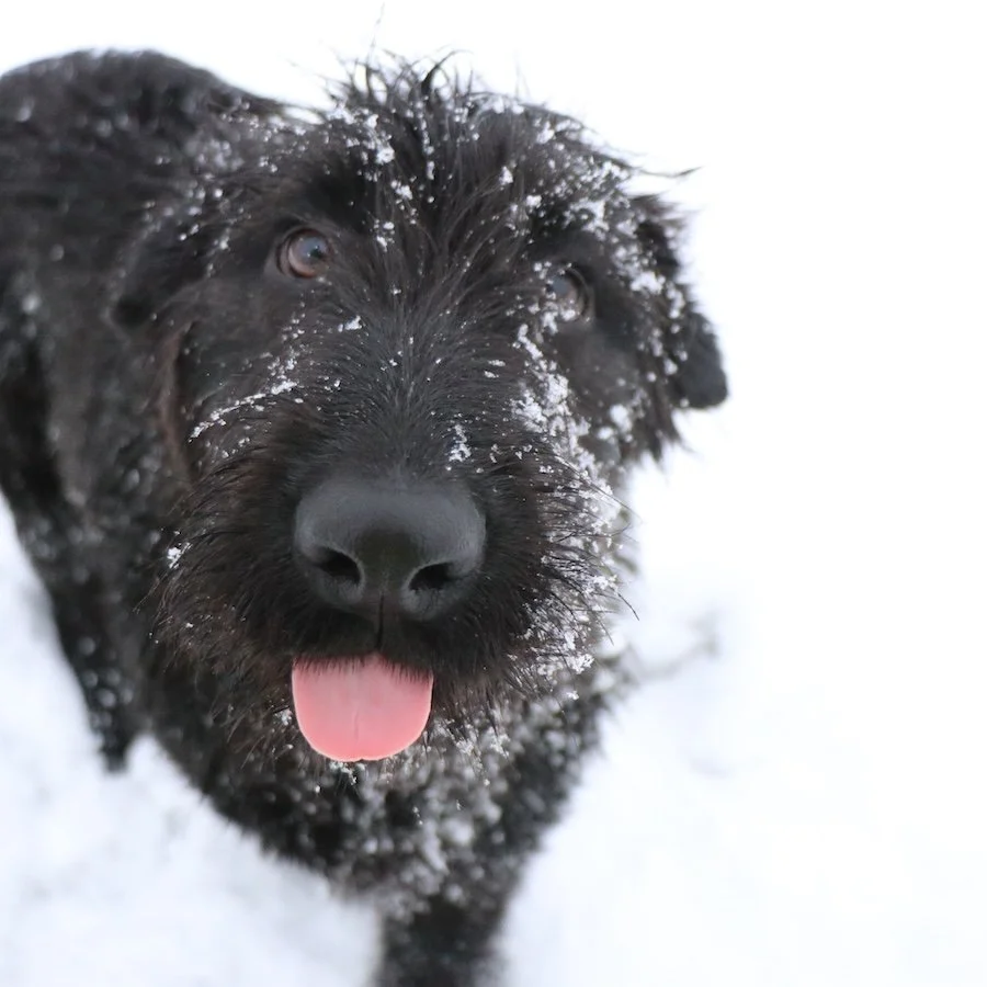 Fluffi_Cats & Dogs in Not_6.jpeg