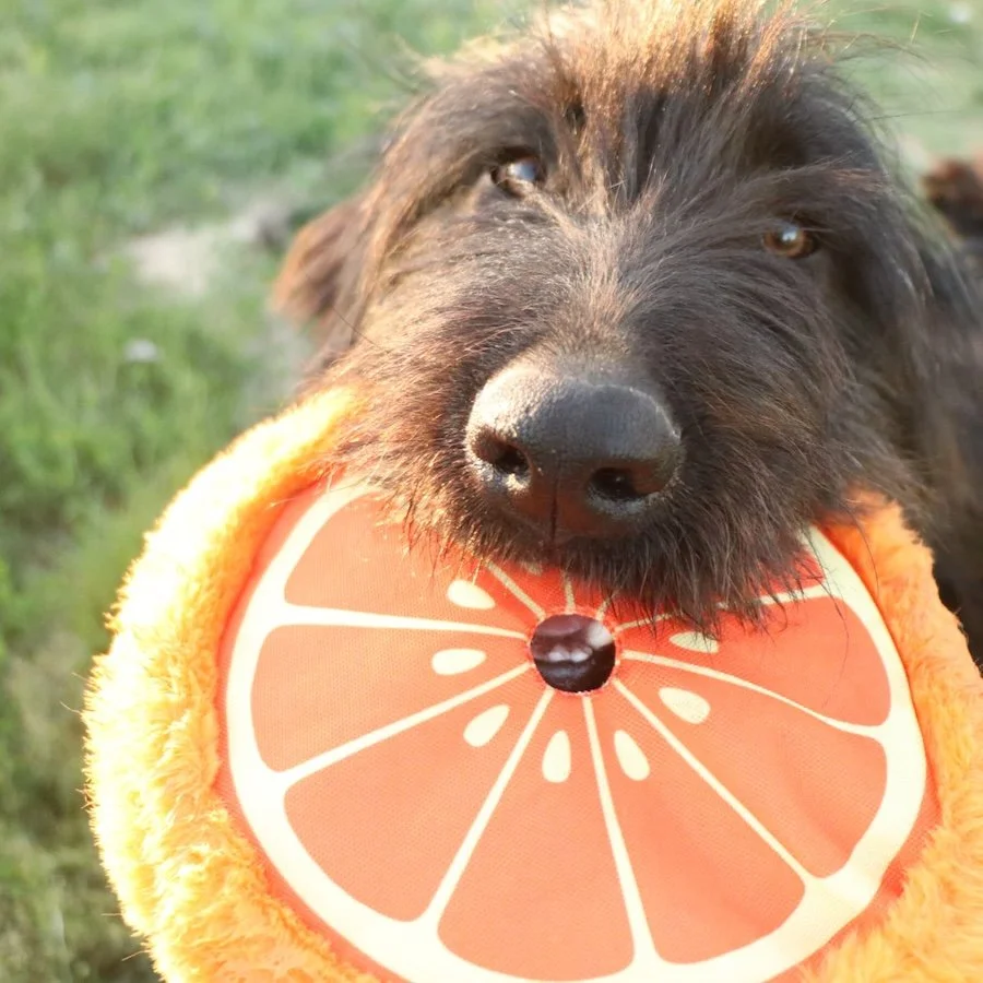 Fluffi_Cats & Dogs in Not_7.jpeg