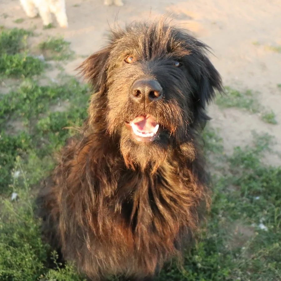 Fluffi_Cats & Dogs in Not_8.jpeg