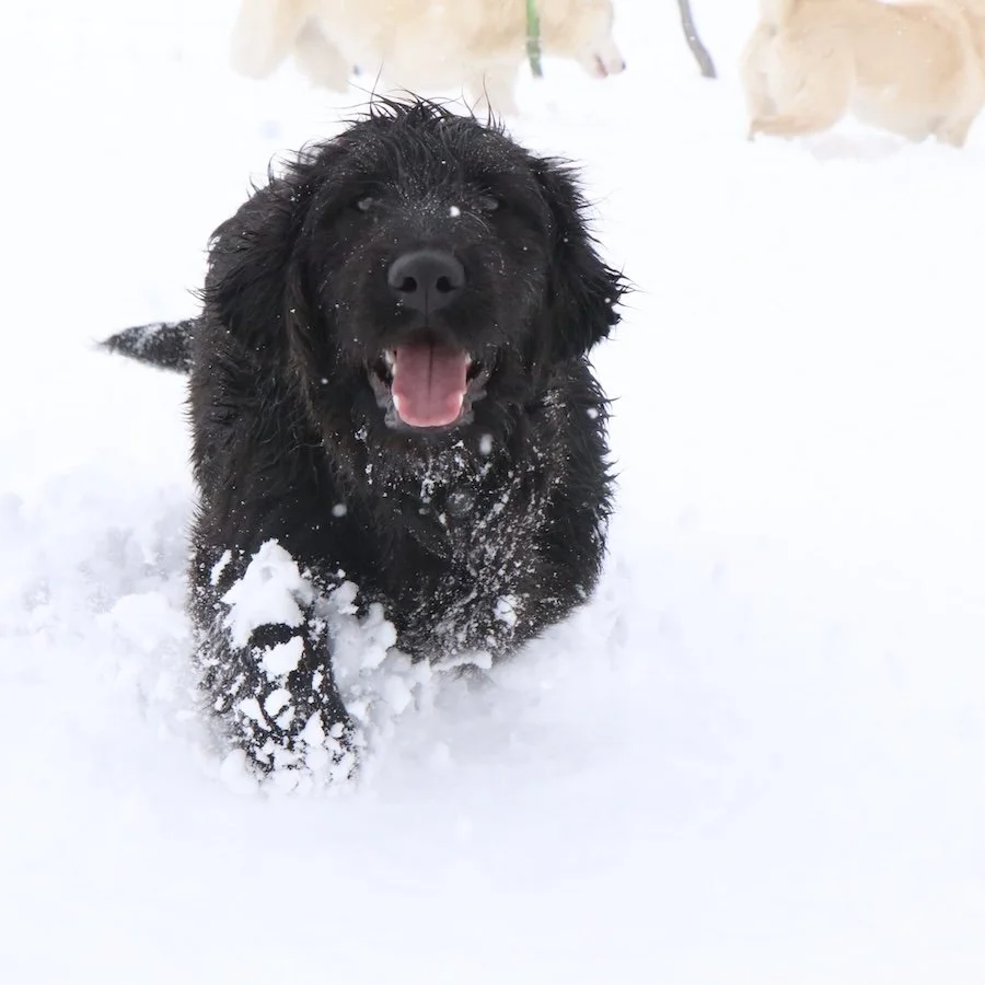 Fluffi_Cats & Dogs in Not_9.jpeg