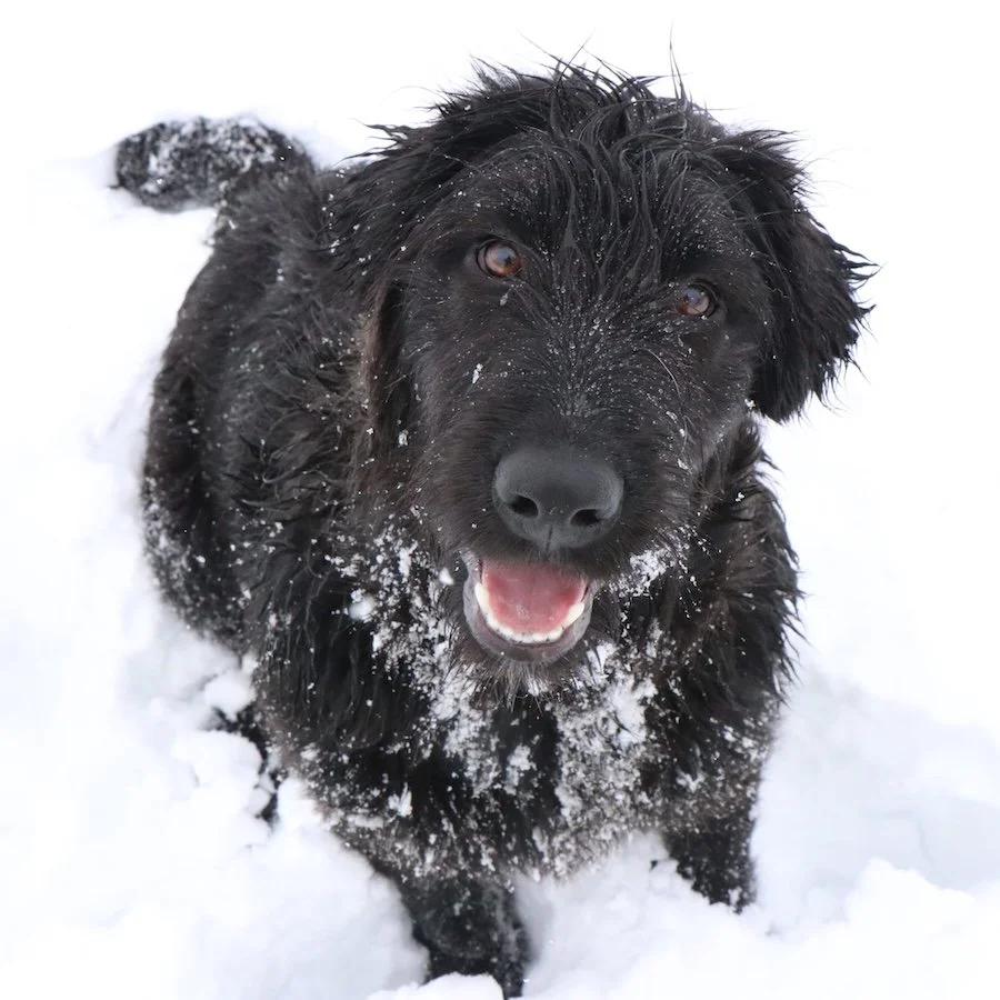 Fluffi_Cats & Dogs in Not_10.jpeg