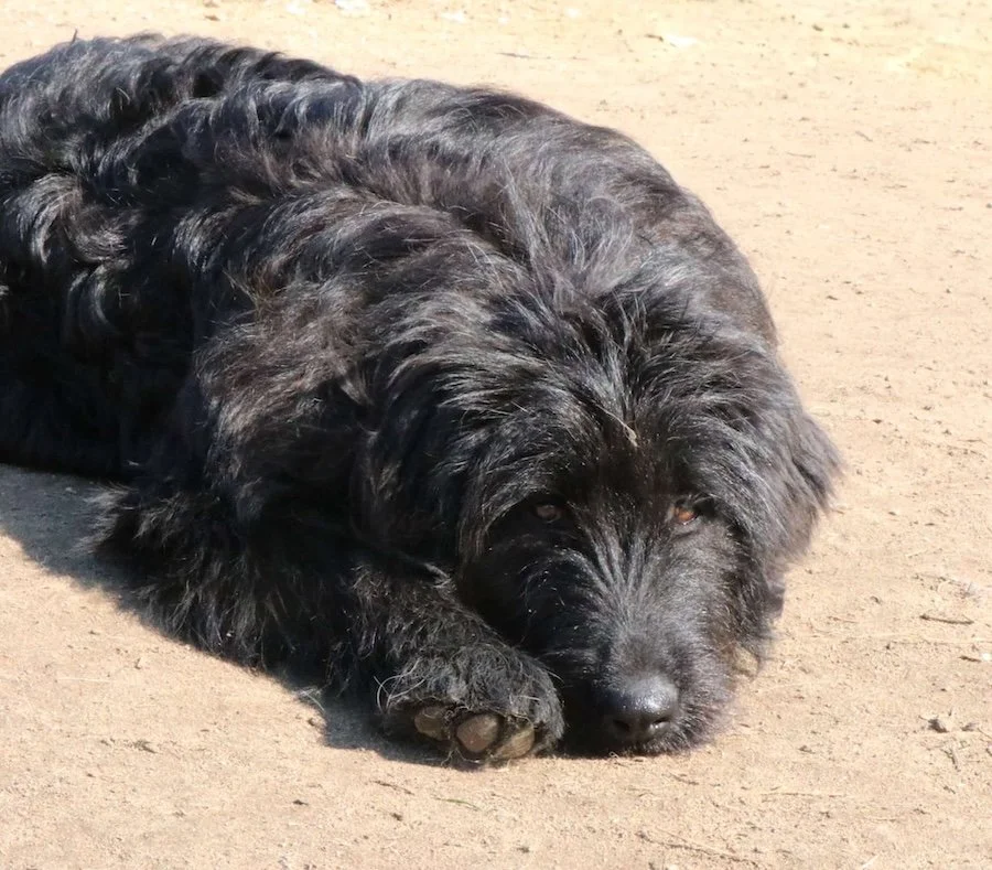 Fluffi_Cats & Dogs in Not_11.jpeg