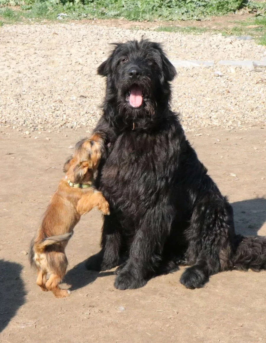 Fluffi_Cats & Dogs in Not_12.jpeg