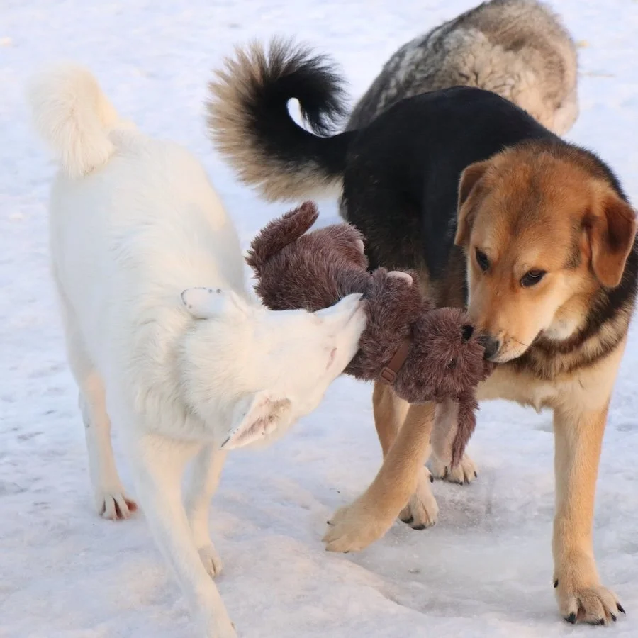 Rex_Cats & Dogs in Not_1.jpeg
