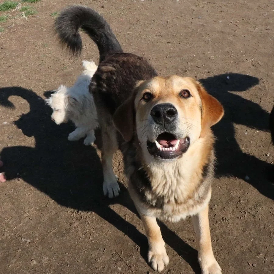 Rex_Cats & Dogs in Not_4.jpeg