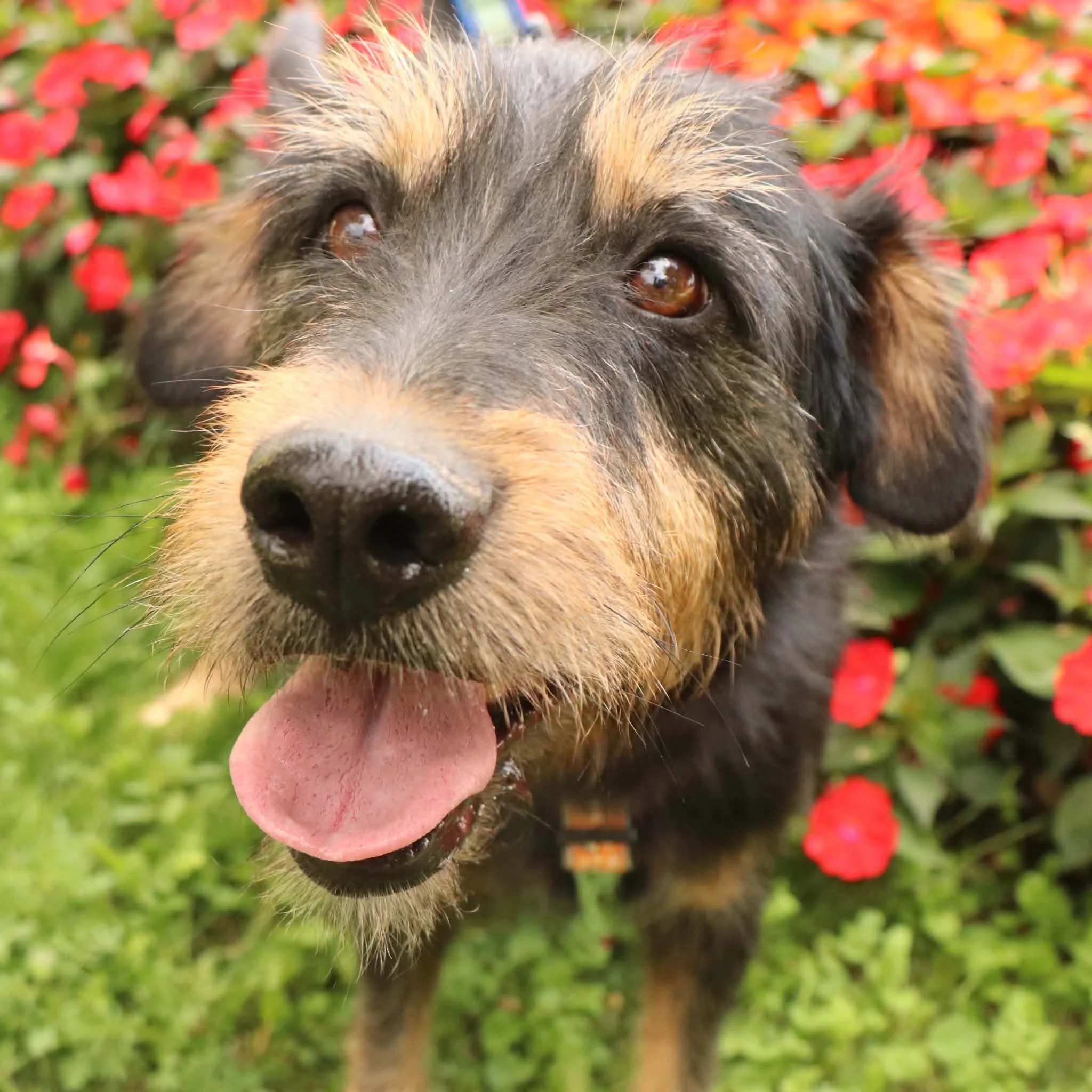 Tjabo_73f8ab90466485b08f25e79c01788052.JPEG