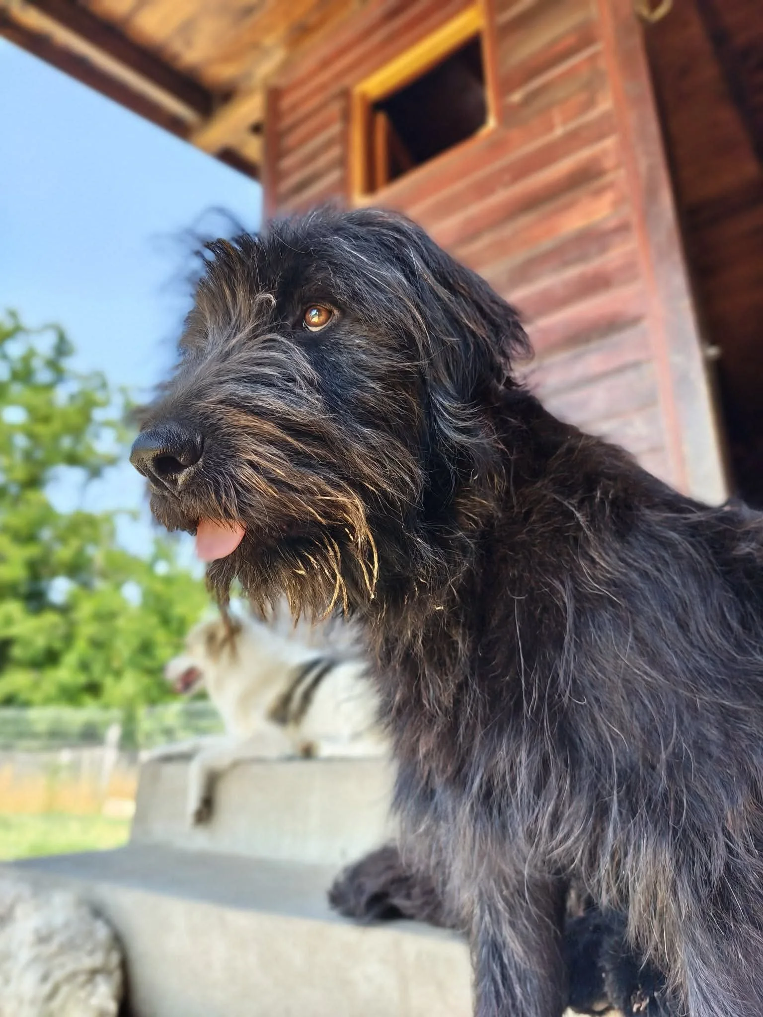 Fluffi_Cats & Dogs in Not_2017b73696be5b2adc9c92a9e8819e22.JPEG