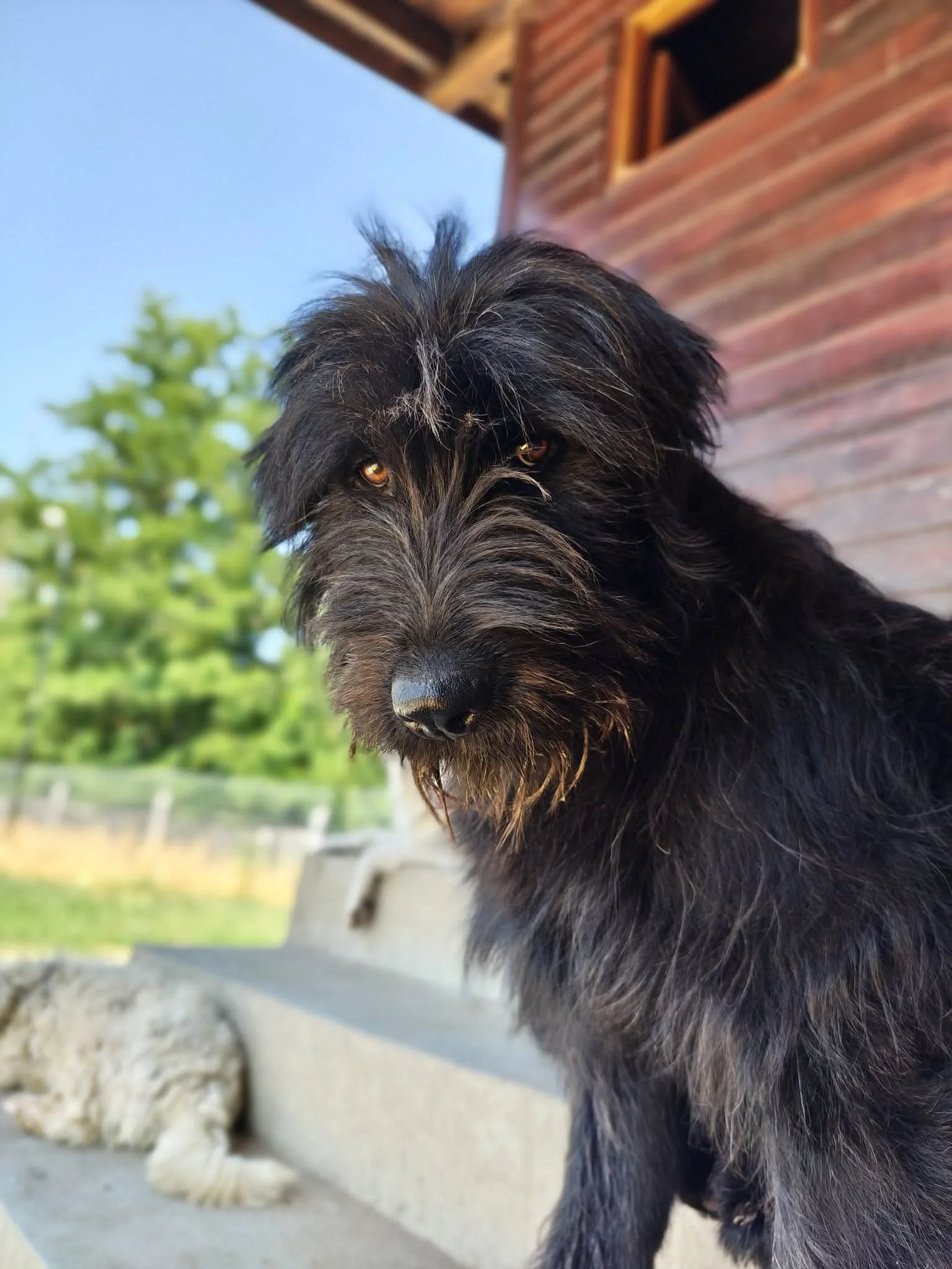 Fluffi_Cats & Dogs in Not_c8167525e12948fb1370fc2fbb7e5d24.JPEG