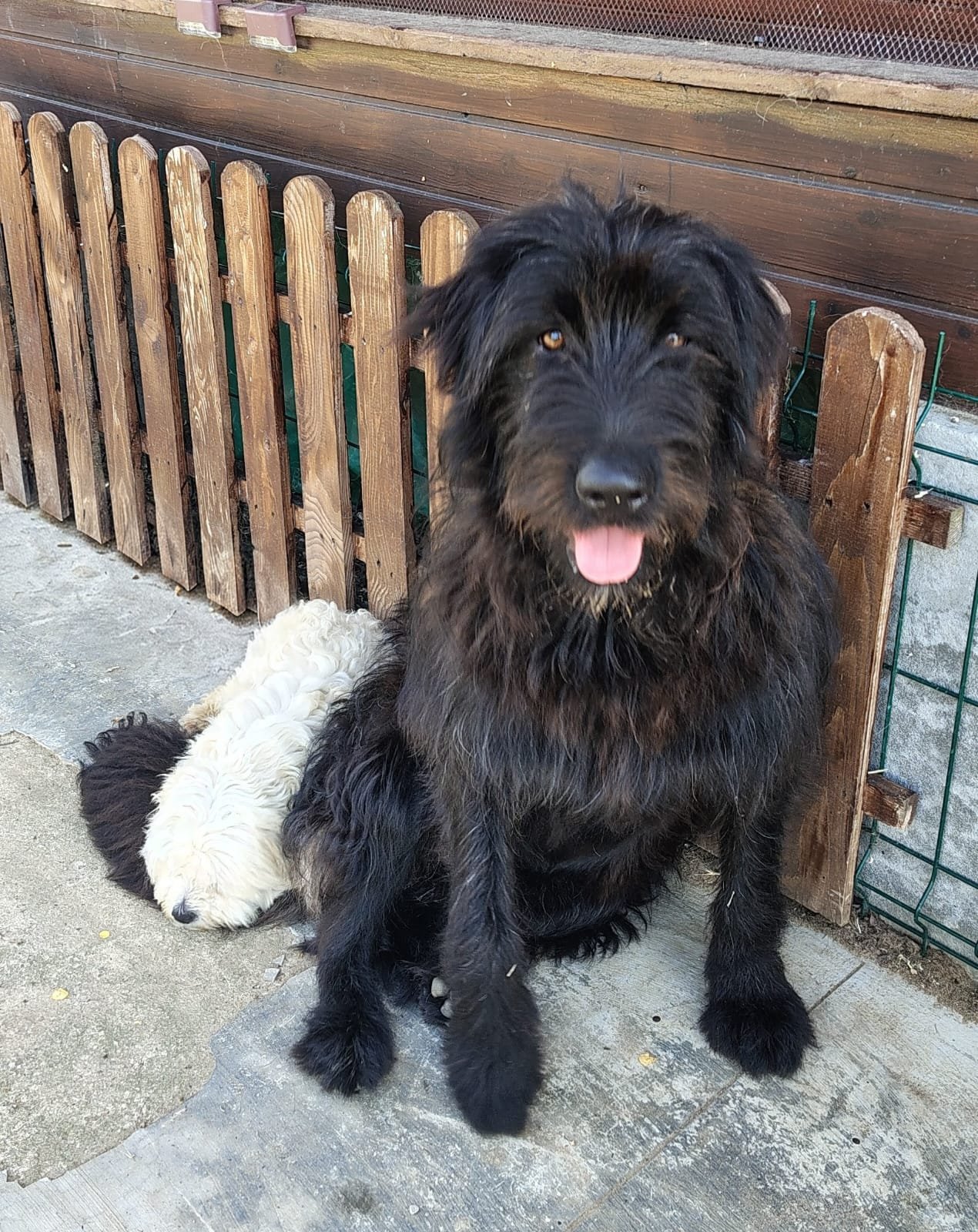 Fluffi_Cats & Dogs in Not_IMG_4718.JPG