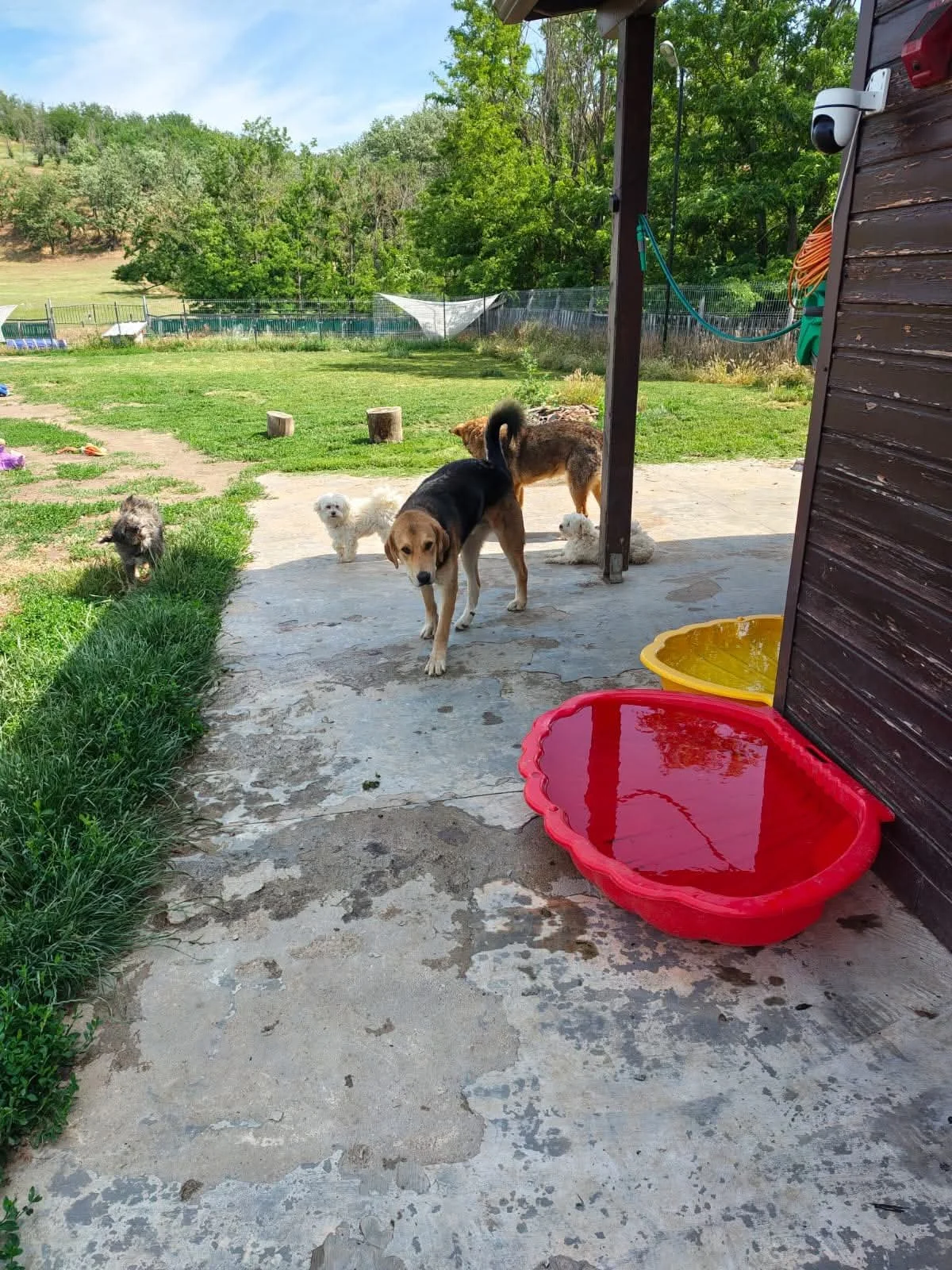 Rex_Cats & Dogs in Not_1b033c862e3e907e7ca6dbd887341384.JPEG