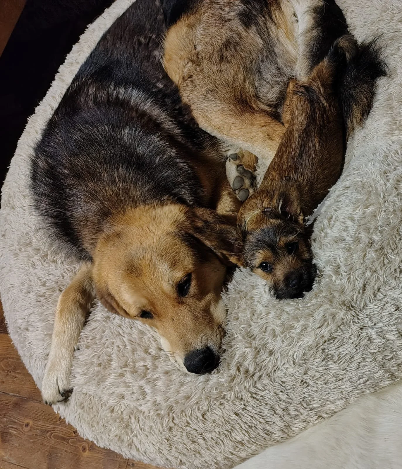Rex_Cats & Dogs in Not_IMG_4721.JPG