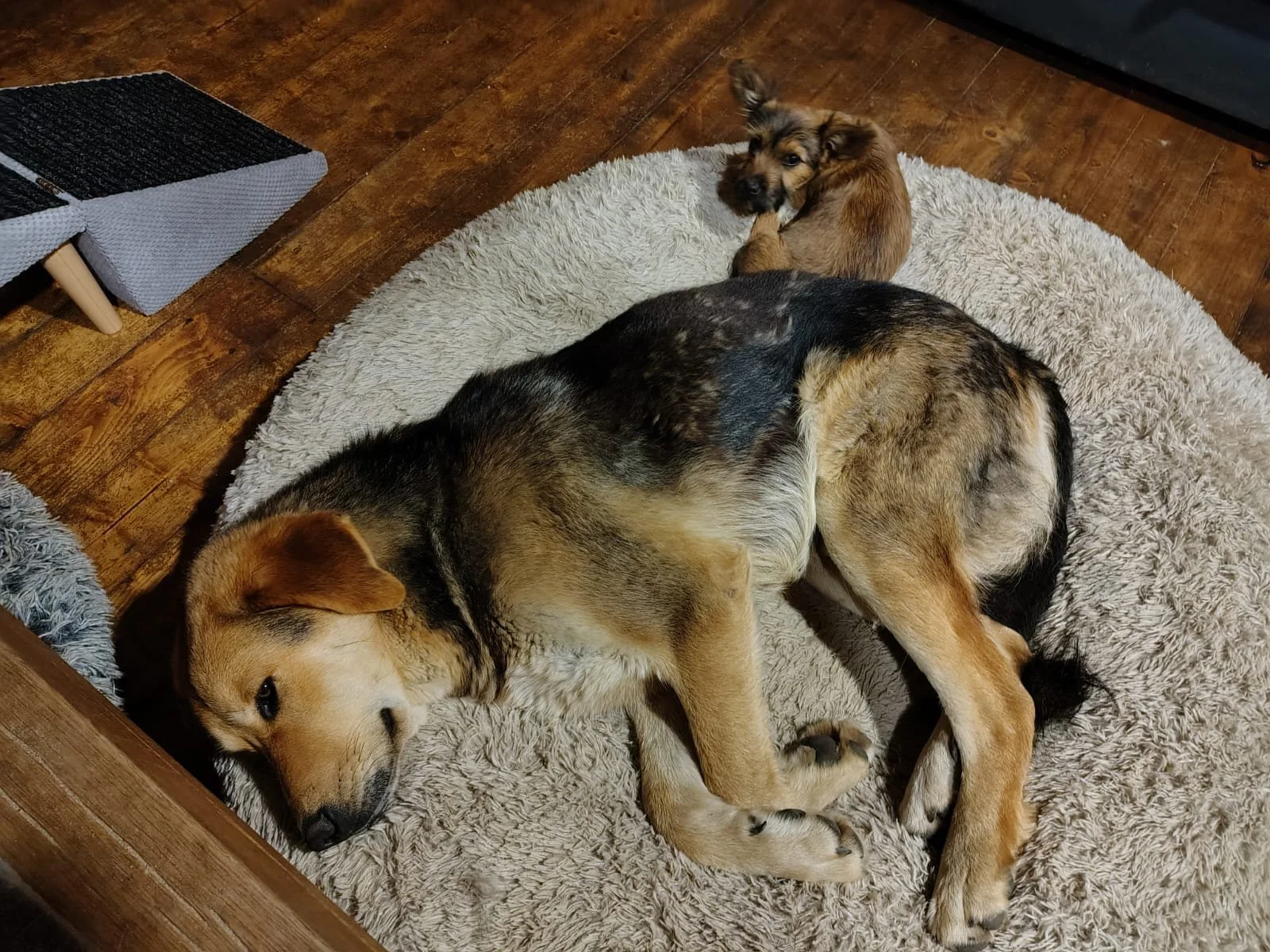 Rex_Cats & Dogs in Not_IMG_4722.JPG