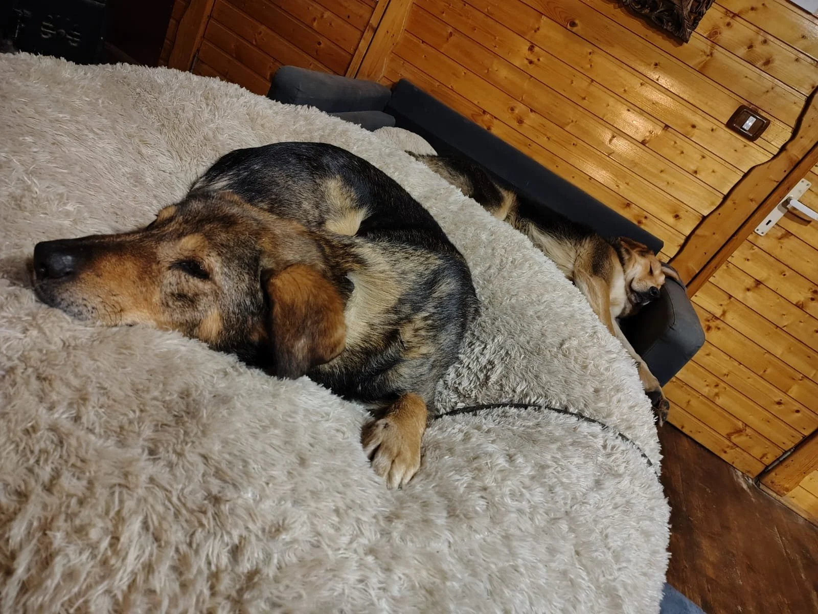 Rex_Cats & Dogs in Not_IMG_4727.JPG
