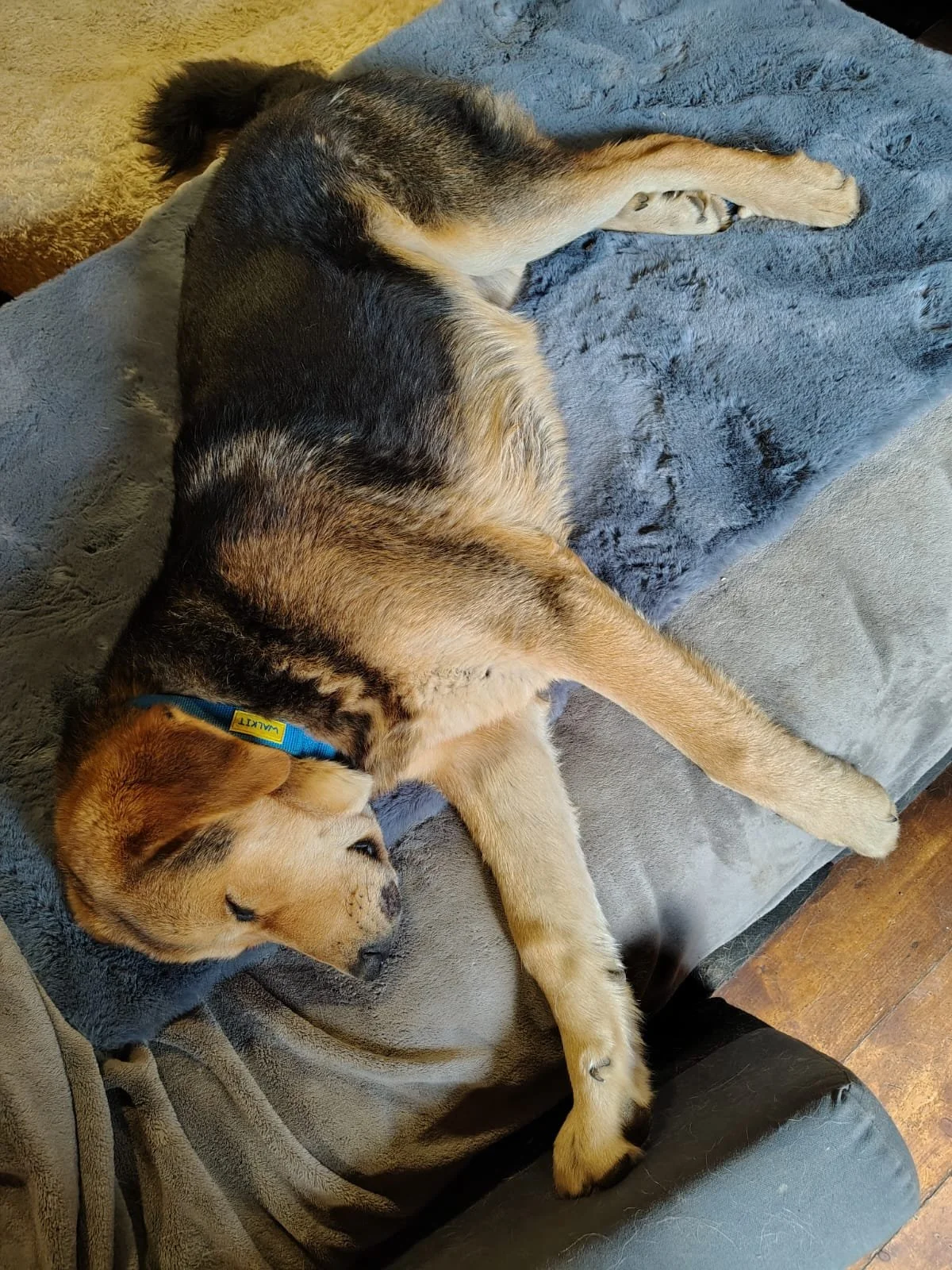 Rex_Cats & Dogs in Not_IMG_4728.JPG