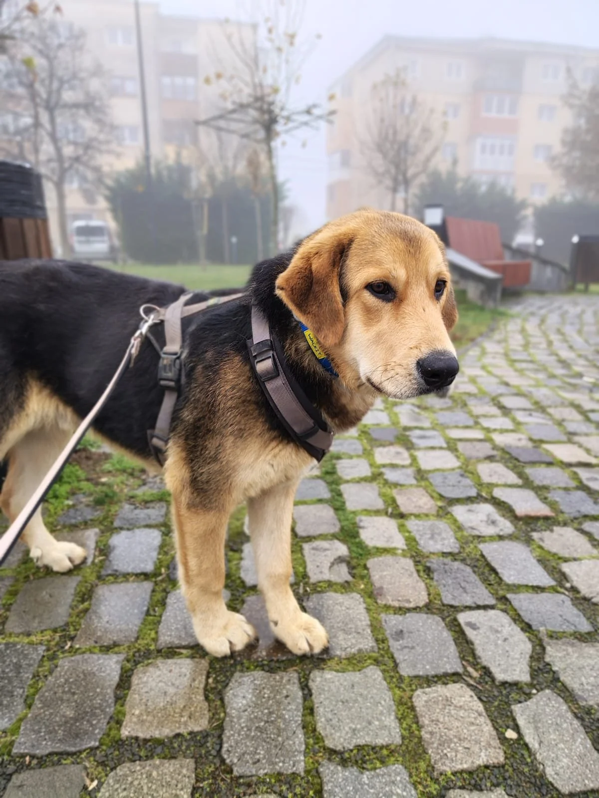 Rex_Cats & Dogs in Not_IMG_4729.JPG