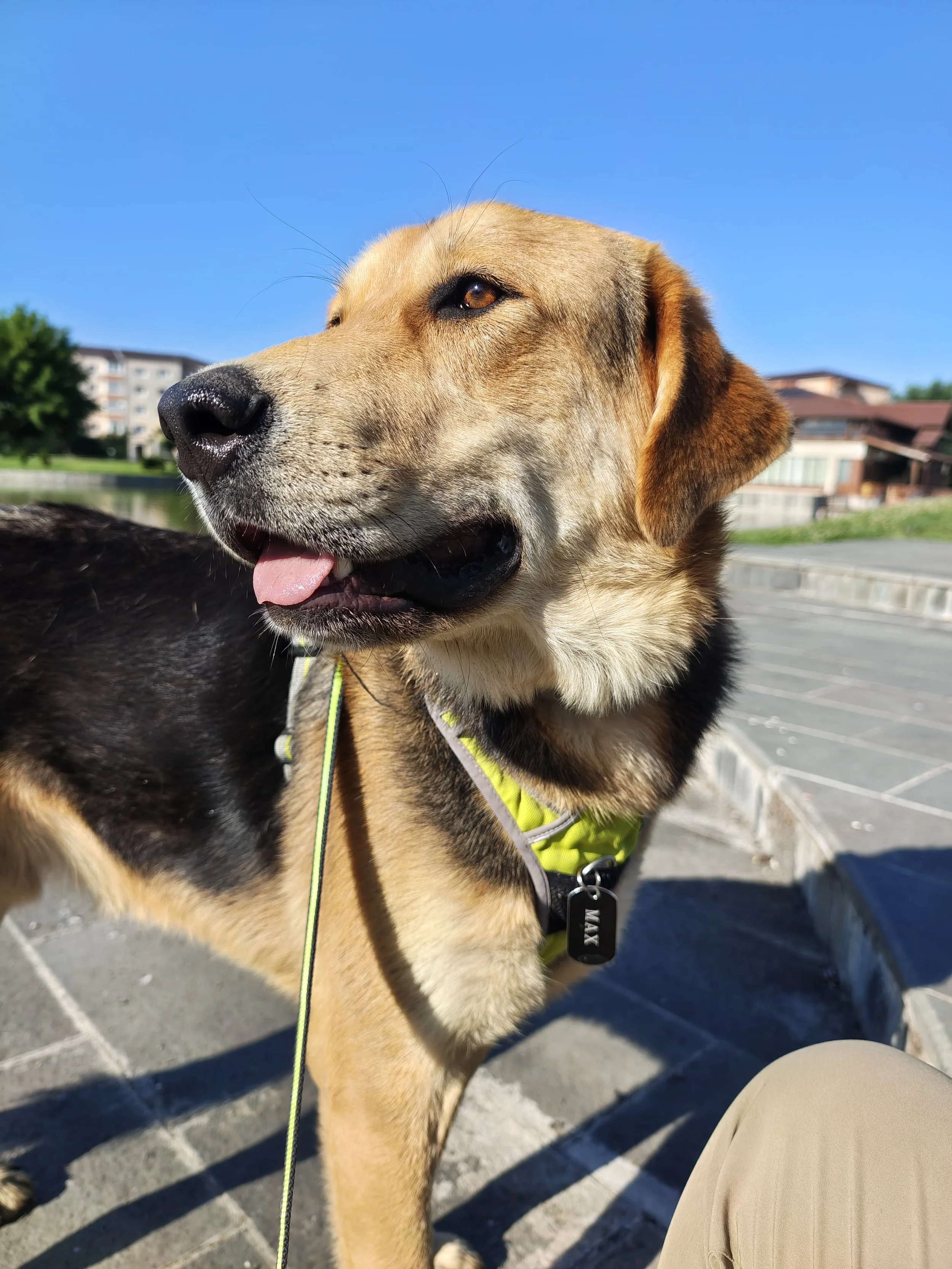 Rex_Cats & Dogs in Not_1f986151-24ef-473f-ac76-7ca9fd76daa7.JPG
