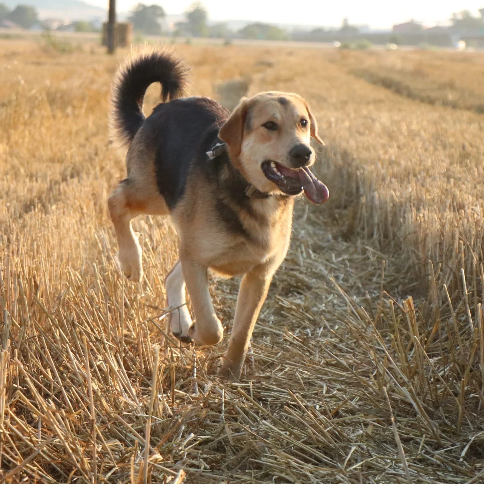 Rex_Cats & Dogs in Not_2ff87d40-0d8e-40c9-b795-3f72faf803cf.JPG
