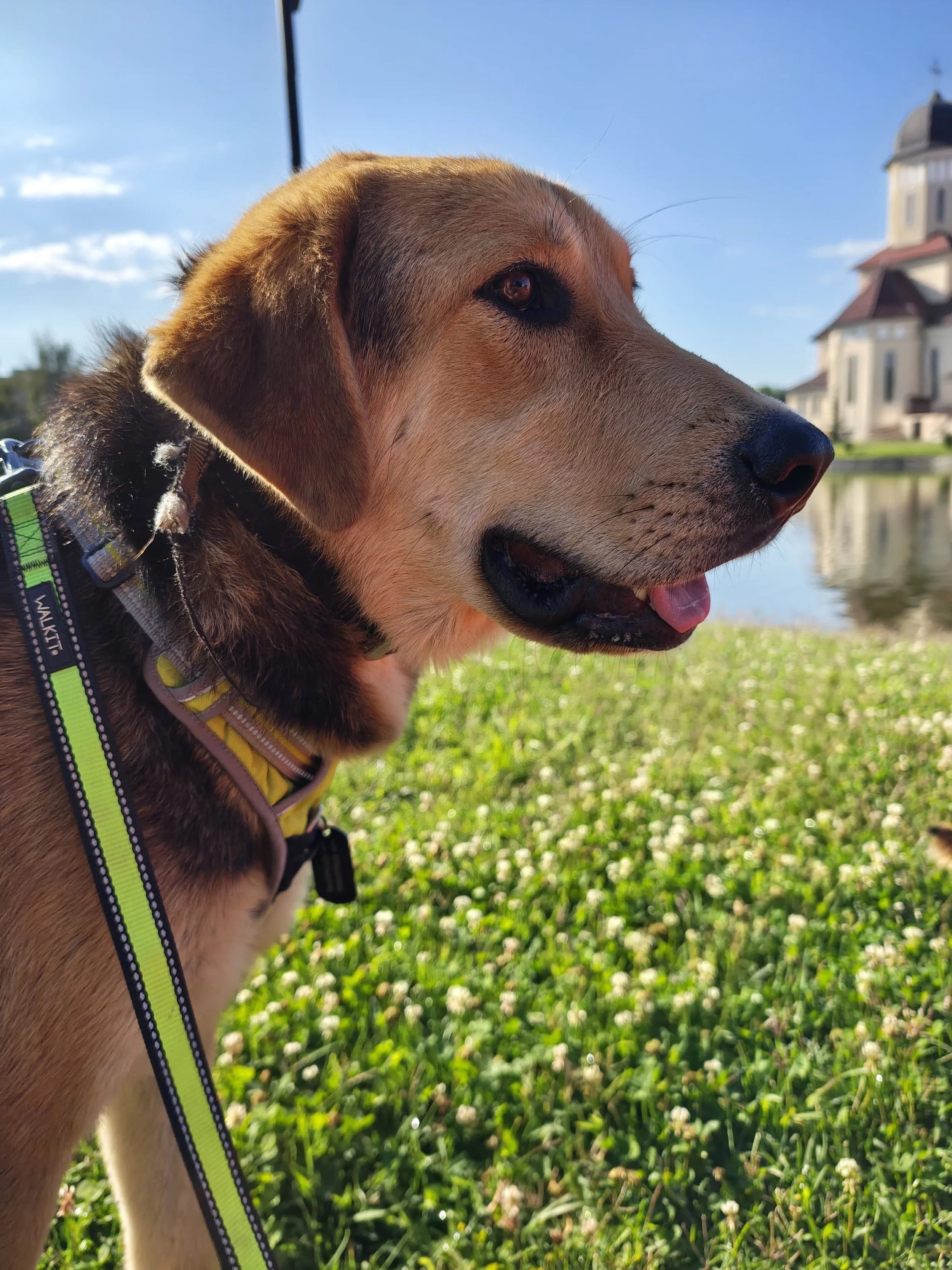 Rex_Cats & Dogs in Not_f9713b15-3247-4fbb-8dee-ae4f98dc3b4c.JPG