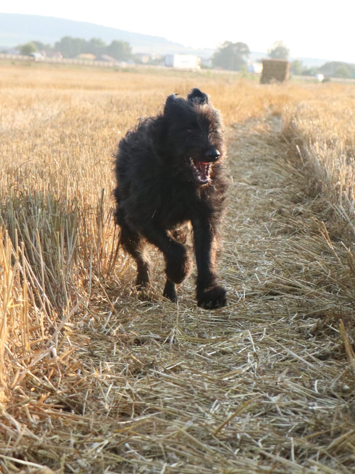 Fluffi_Cats & Dogs in Not_6bbe375a-bc54-44bb-a96b-57003afc18b1.JPG