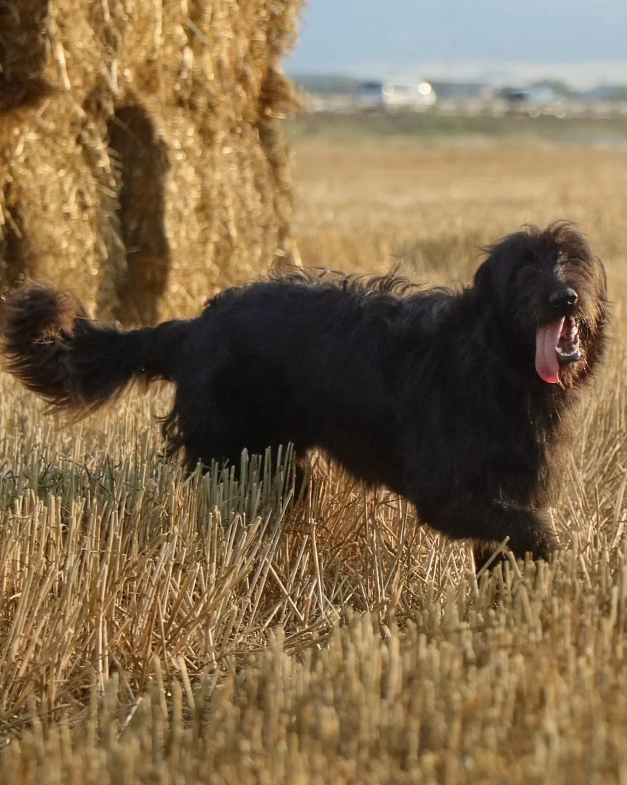 Fluffi_Cats & Dogs in Not_149a29f3-017d-4cbe-9b41-19c17de54fd8.JPG