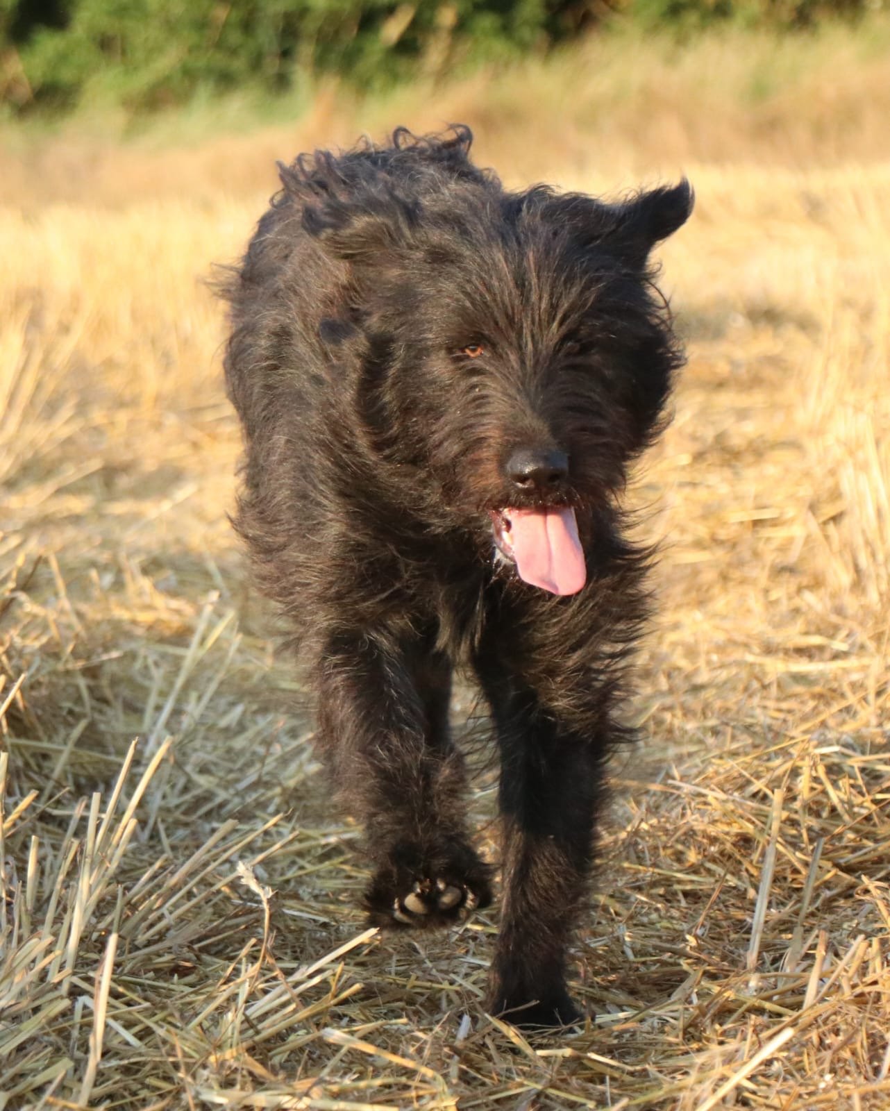 Fluffi_Cats & Dogs in Not_cc2407b7-0aff-4313-a18a-e6aadcedd7fa.JPG