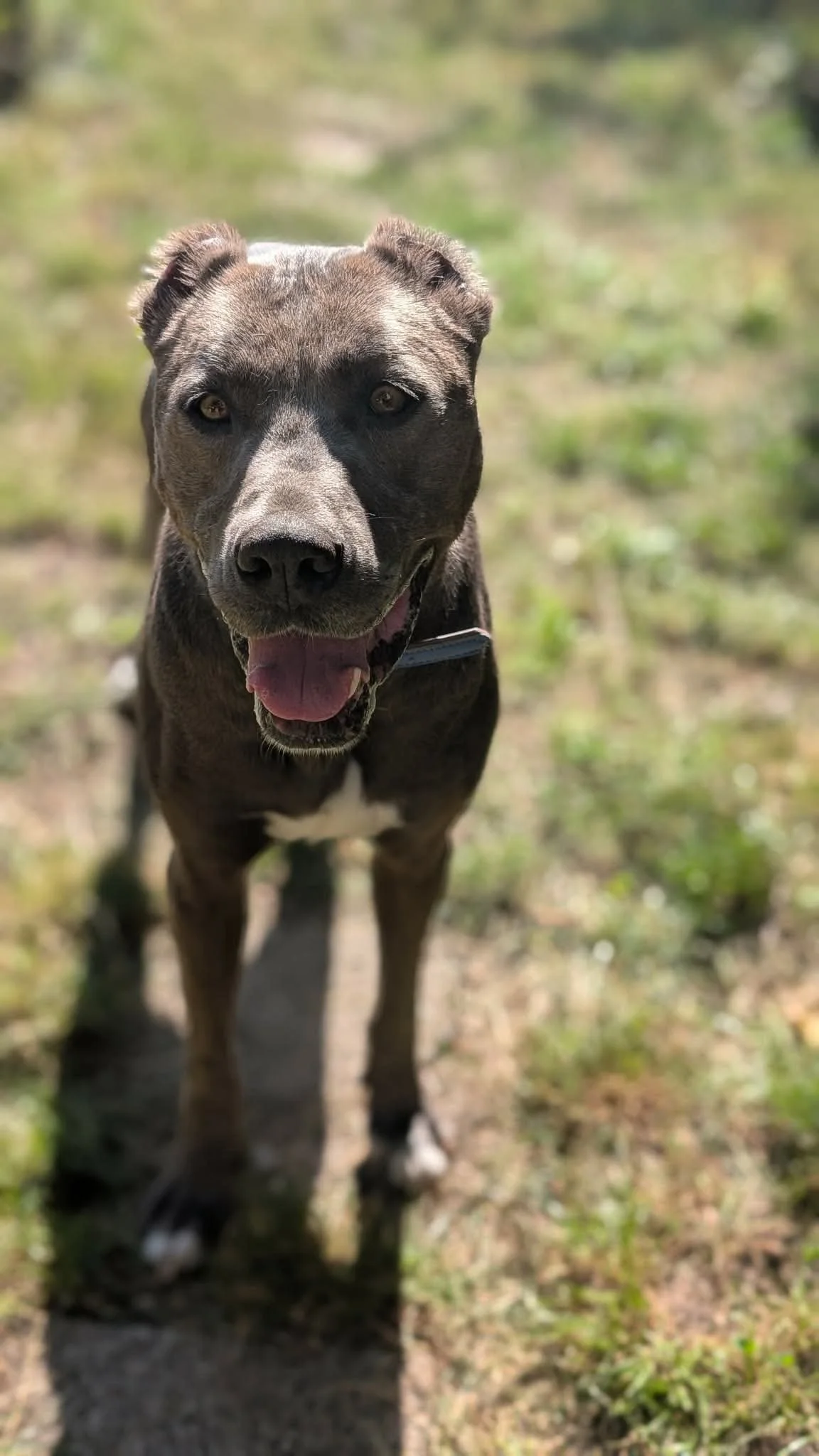 Stella_2dc7b4769d02a22242a5082d1ca984b2.JPEG