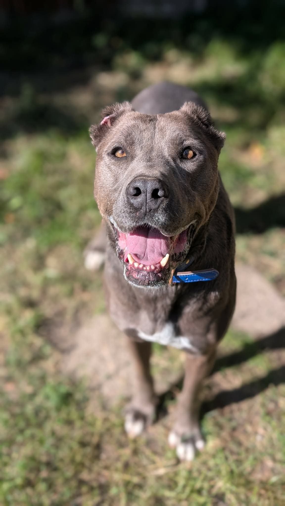 Stella