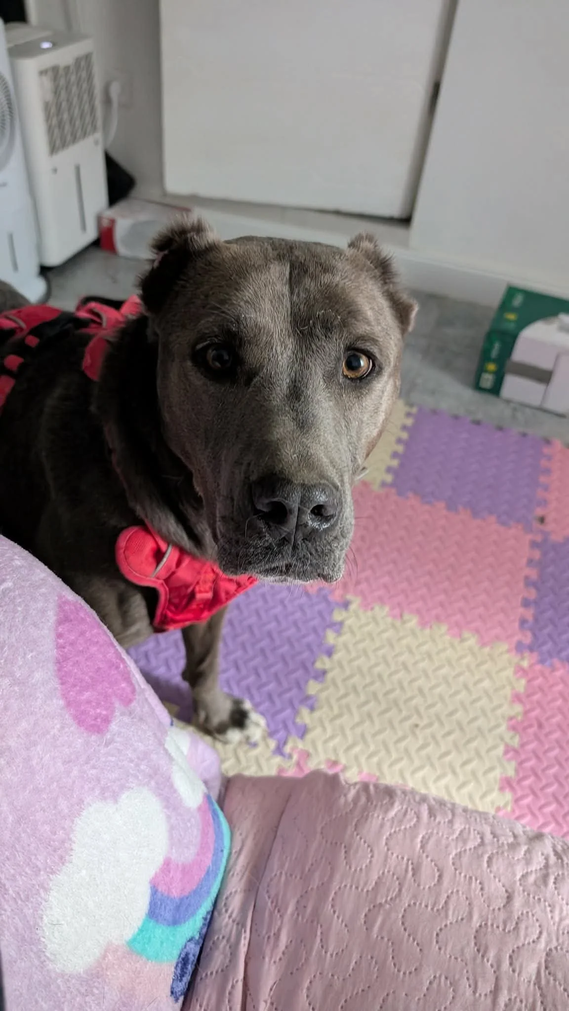 Stella_b1120f72e21f62f240137716beb2ef18.JPEG