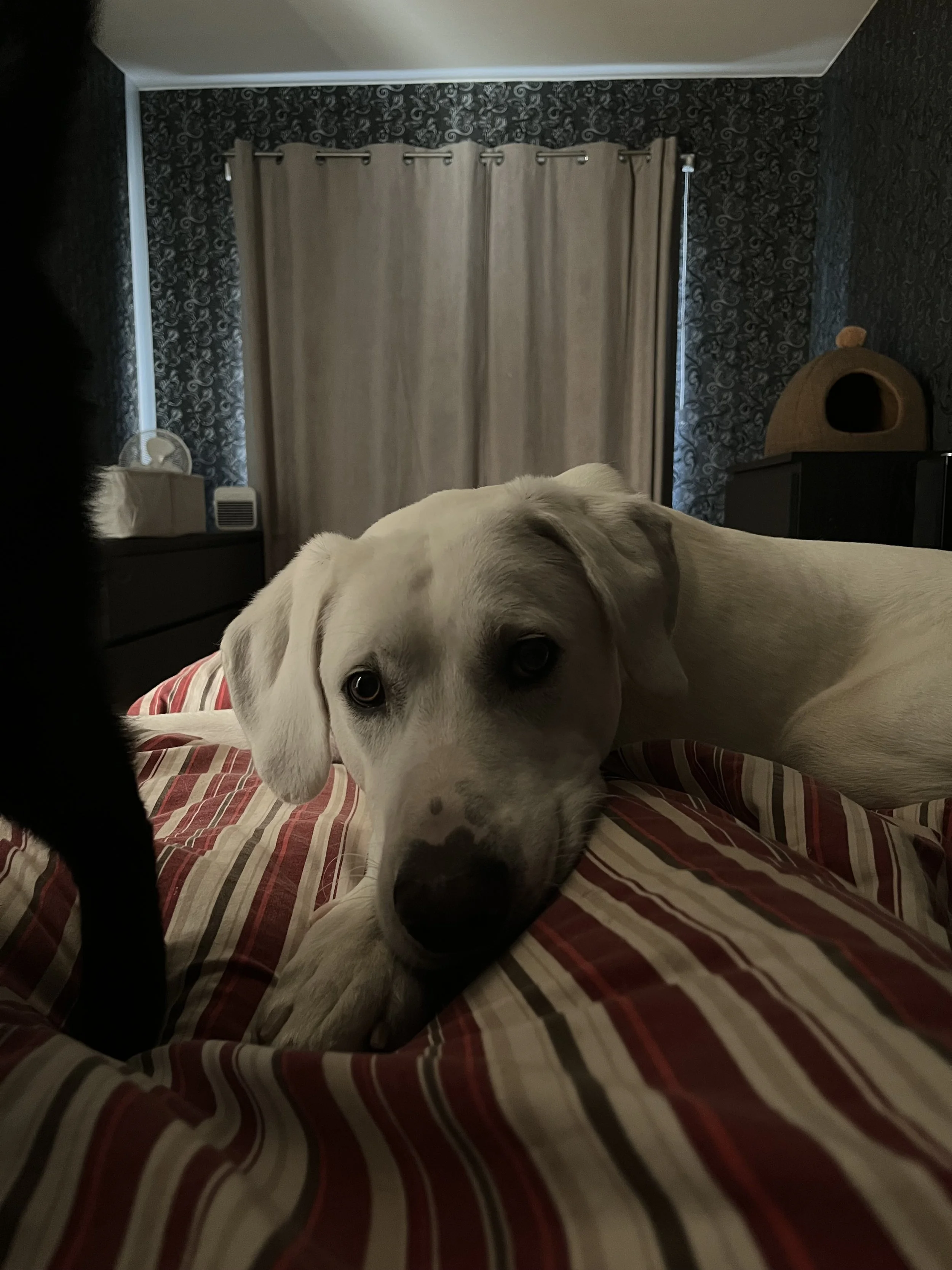 Akkoset_IMG_6606.jpeg