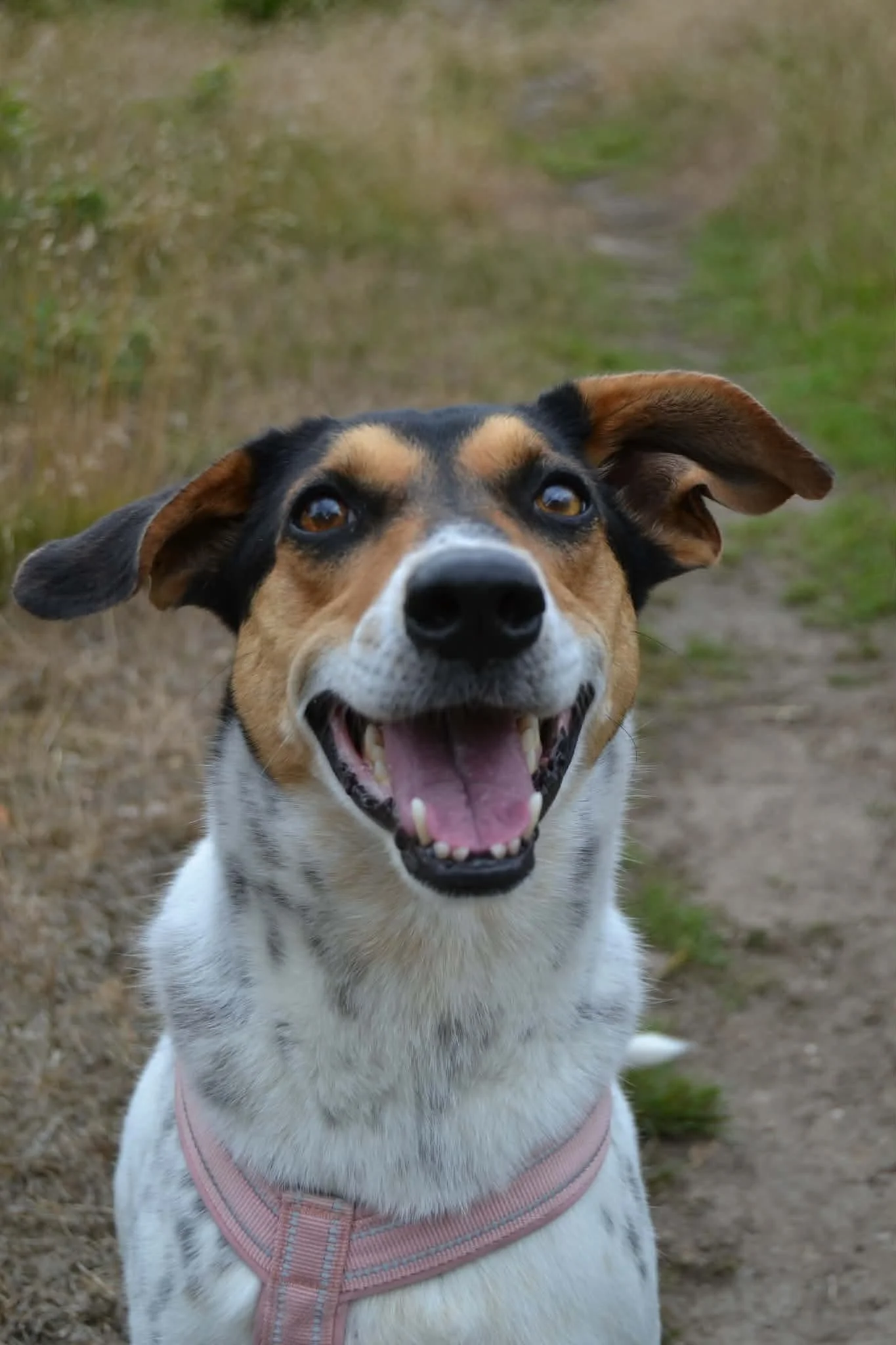 Sadie_84df1b9162c2d289745a184d277afad2.JPEG