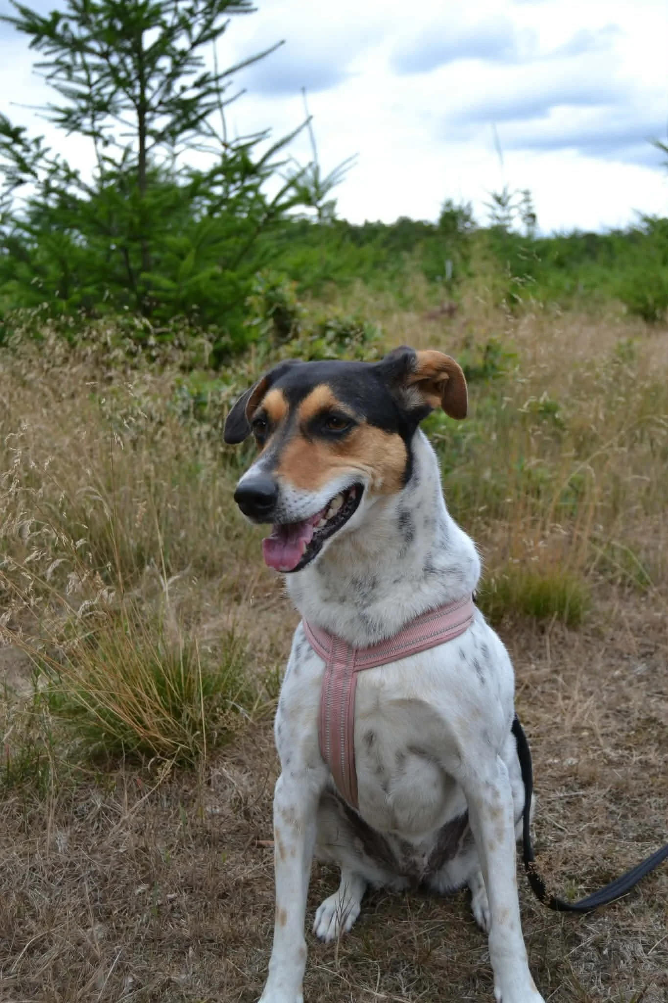 Sadie_0336b16909a76f9df0729bfdbeaa3a6a.JPEG