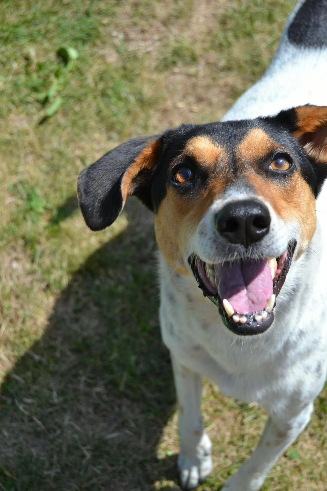 Sadie_a214ed2cc2f93cf1531d2bab3a690357.JPEG